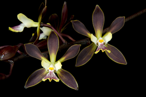 Encyclia Cynthia 'Darkest Pleasure' AM 80pts